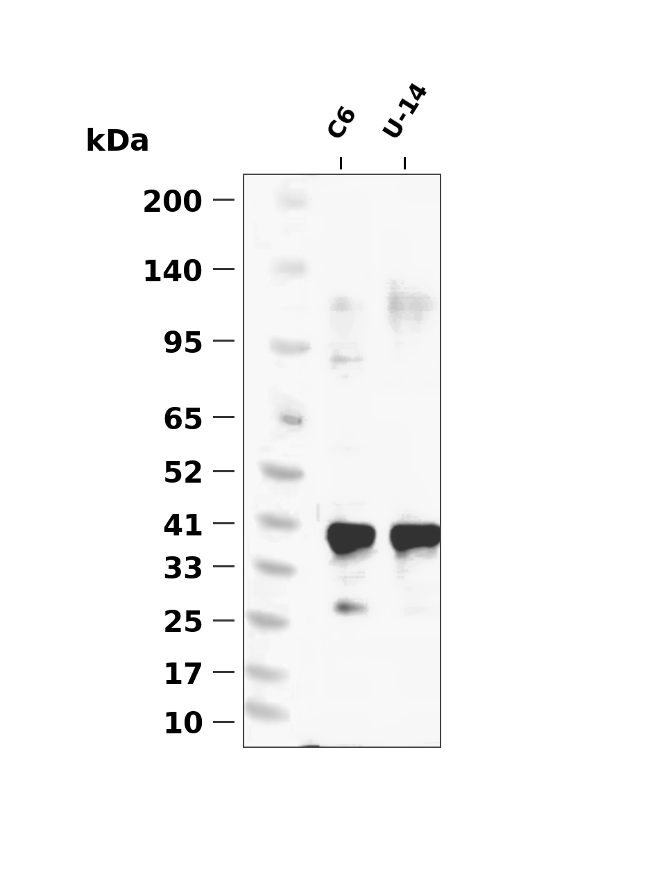 TMEM173 Rabbit mAb