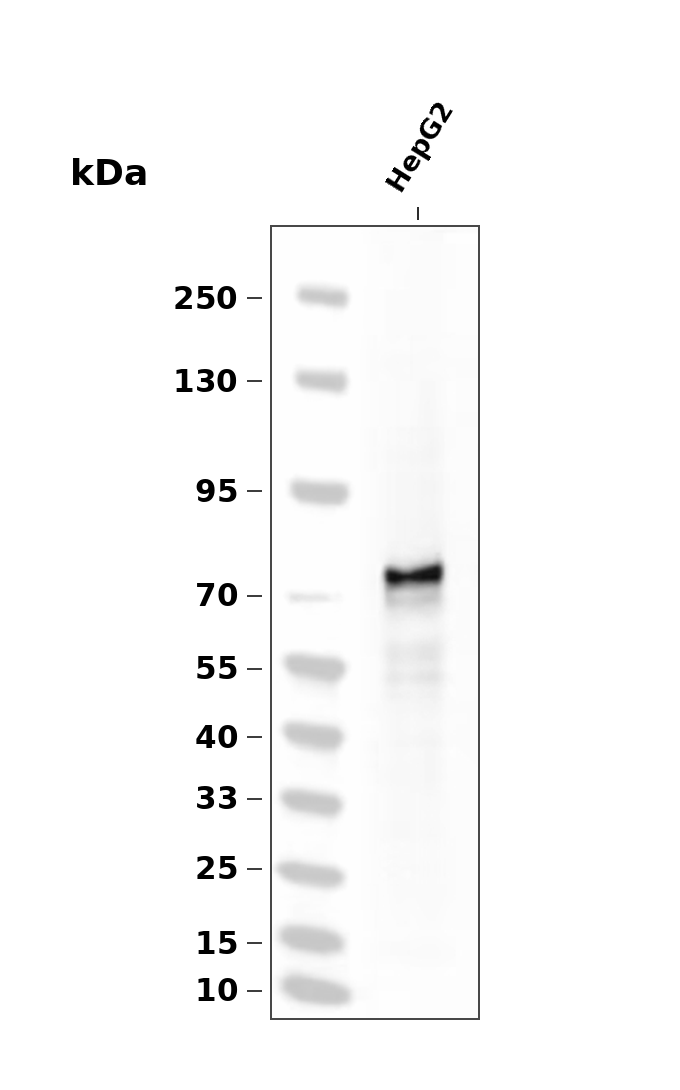 DDX4/MVH (YD31385) Rabbit mAb