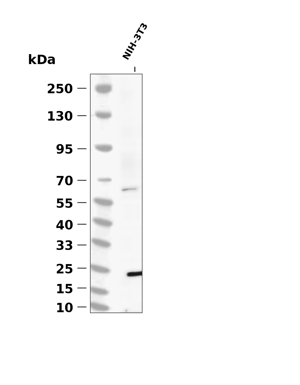 MYL9 (Phospho Thr18/Ser19) Rabbit mAb