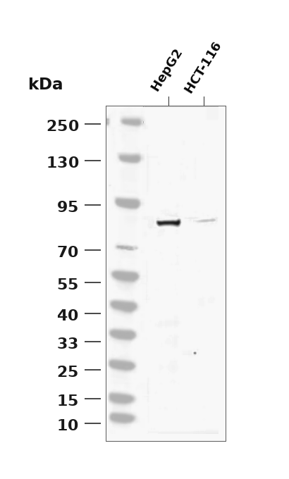 RN169 Rabbit pAb