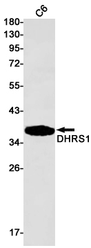 DHRS1 Rabbit pAb