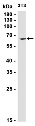 SHP-1 (Phospho-Tyr536) Antibody