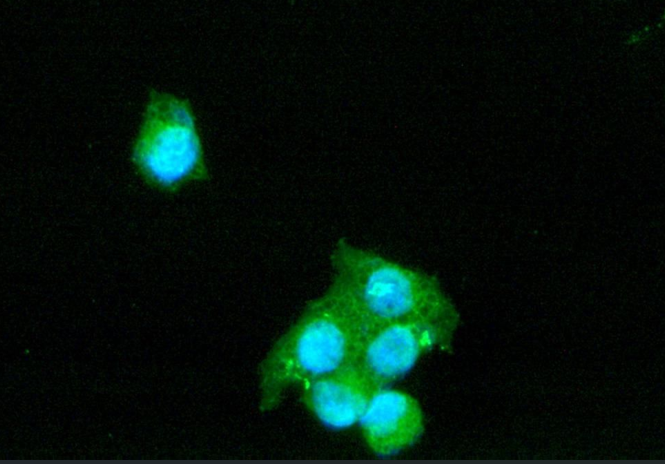 Histone H3 (Citrulline Arg2) Rabbit mAb