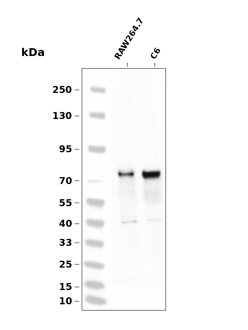 YAP (Phospho Ser397) Rabbit mAb