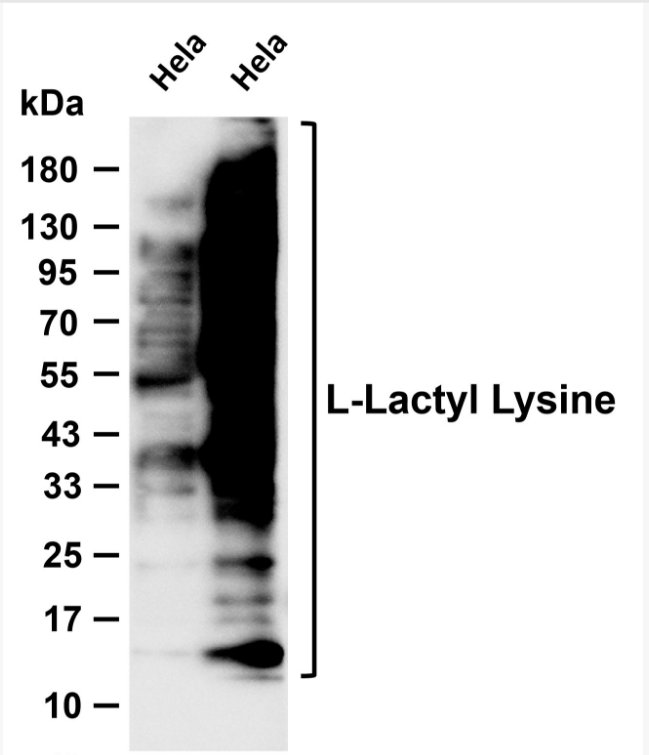 L-Lactyl Lysine  Rabbit mAb