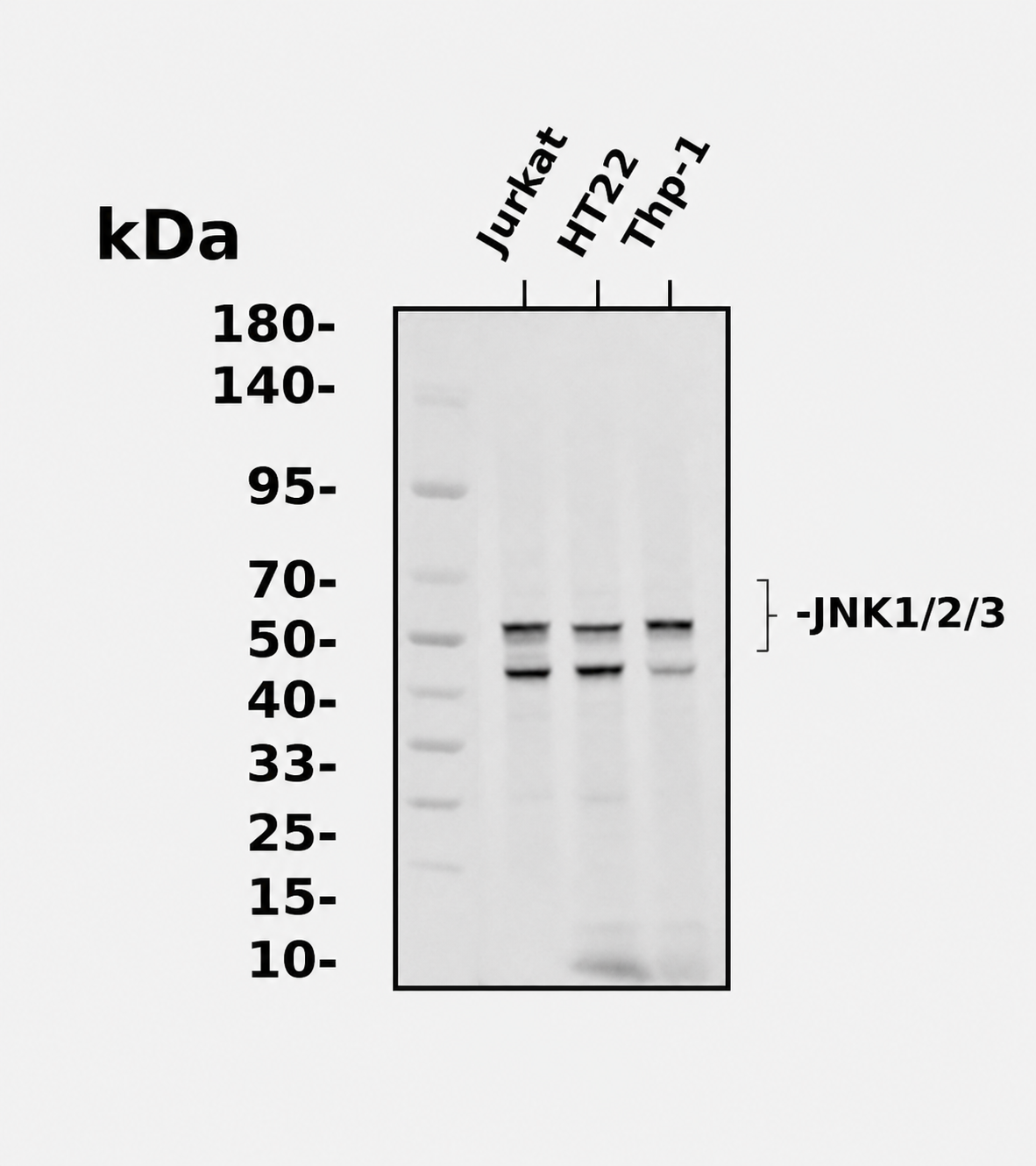 JNK1/2/3 Rabbit mAb