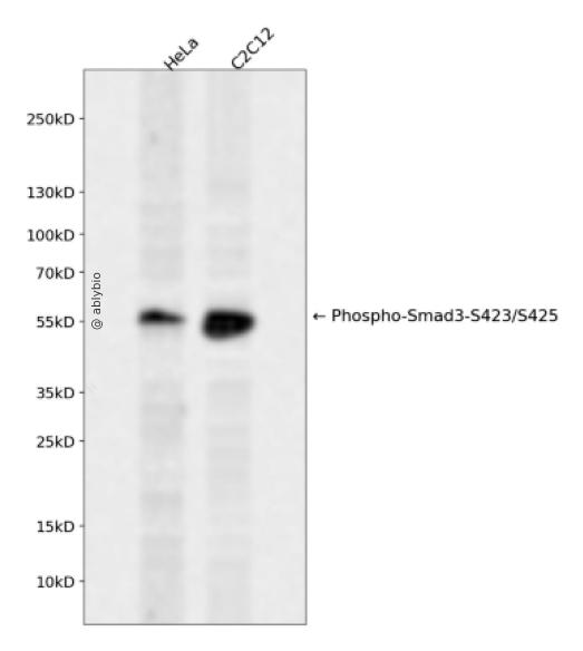 Phospho-Smad3 (Ser423+Ser425) pAb