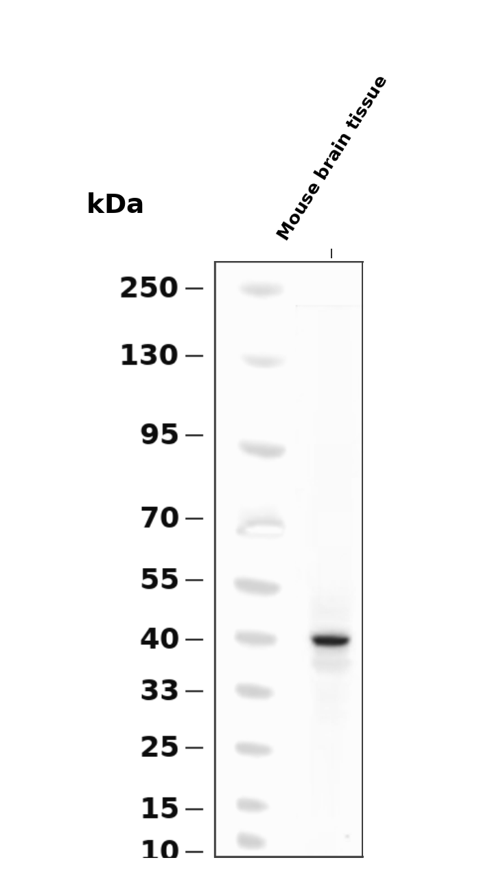 DLK2 Rabbit pAb
