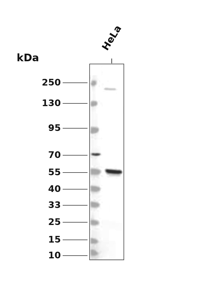 NFIL3 Antibody