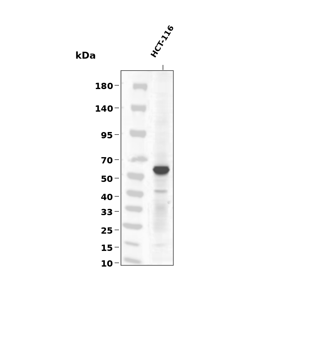 Phospho-Smad2 (Ser255) pAb