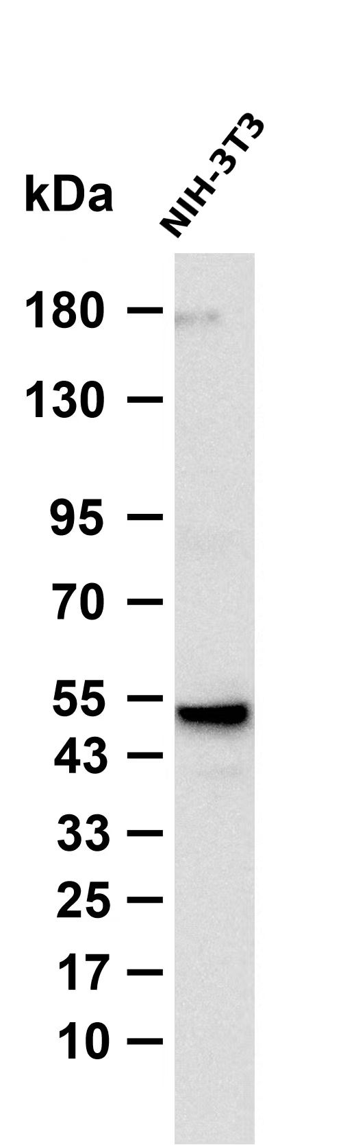 Phospho-Smad3 (Ser213) pAb