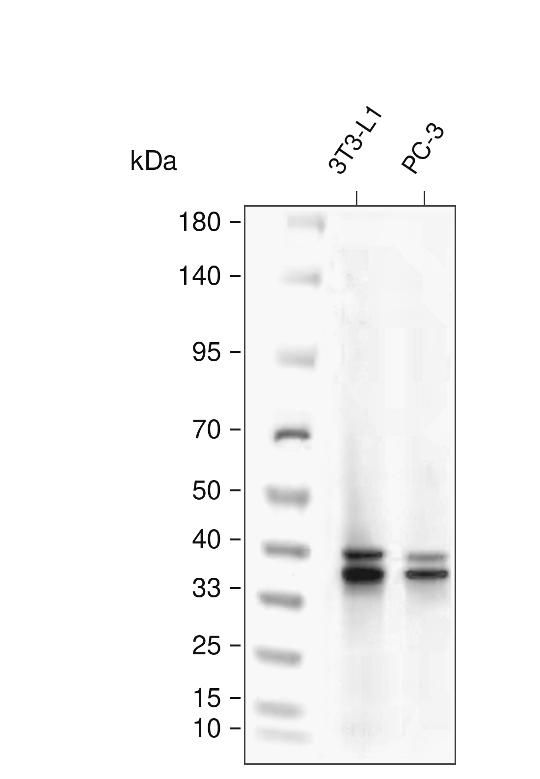 Phospho-ERK1 (T202) + ERK2 (T185) Rabbit mAb