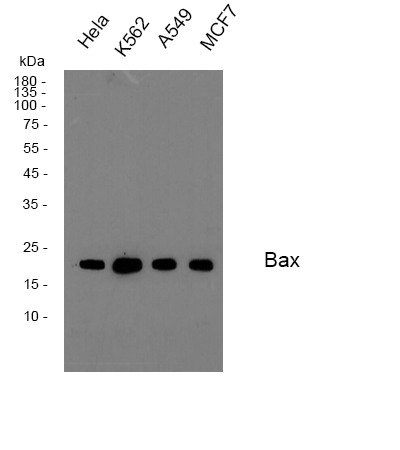 Bax Rabbit mAb