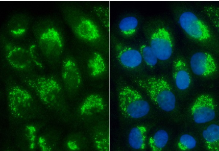 C3 Rabbit mAb