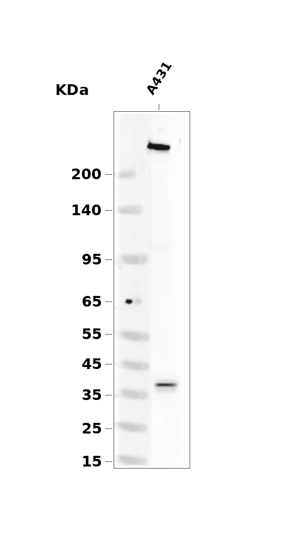 Phospho-MYH9 (Ser1943)  Rabbit pAb