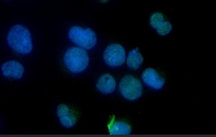 Citrulline-Histone H3 (Arg8) (YD15870) Rabbit mAb