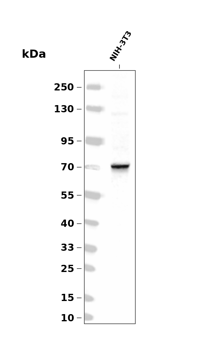EGR1 Rabbit mAb