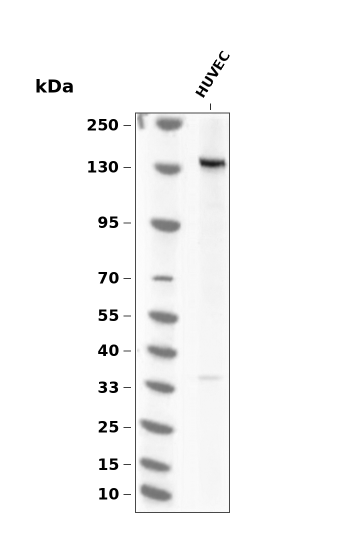 eNOS (YD35110) Rabbit mAb