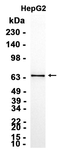 G3BP-1 (Phospho-Ser232) Antibody