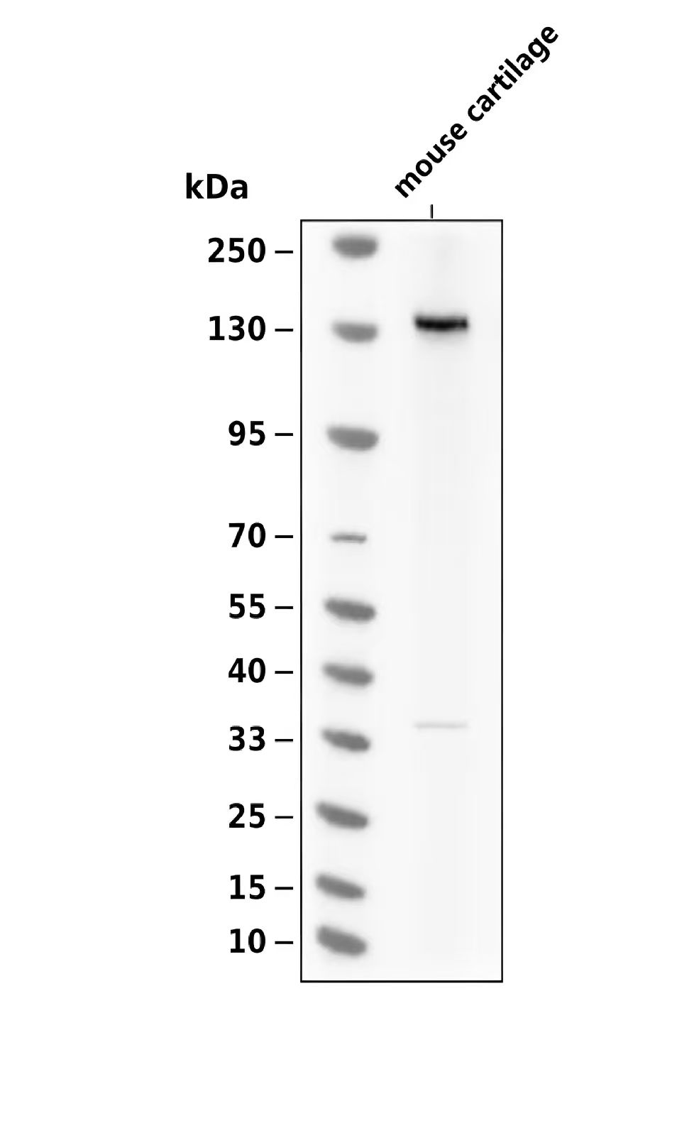 COL20A1 Antibody