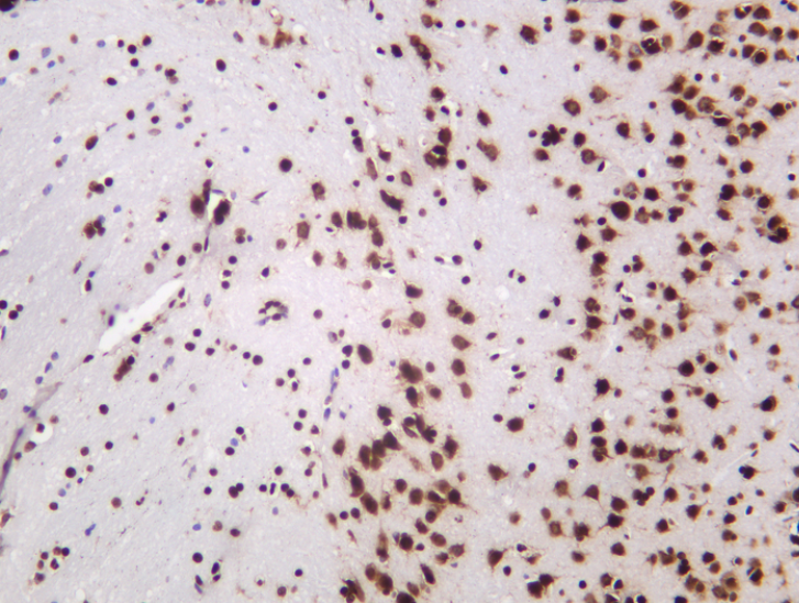 NeuN Mouse mAb
