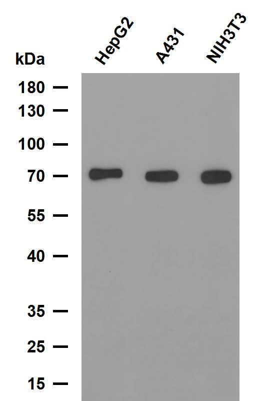 NF-&kappa;B p65 Mouse mAb