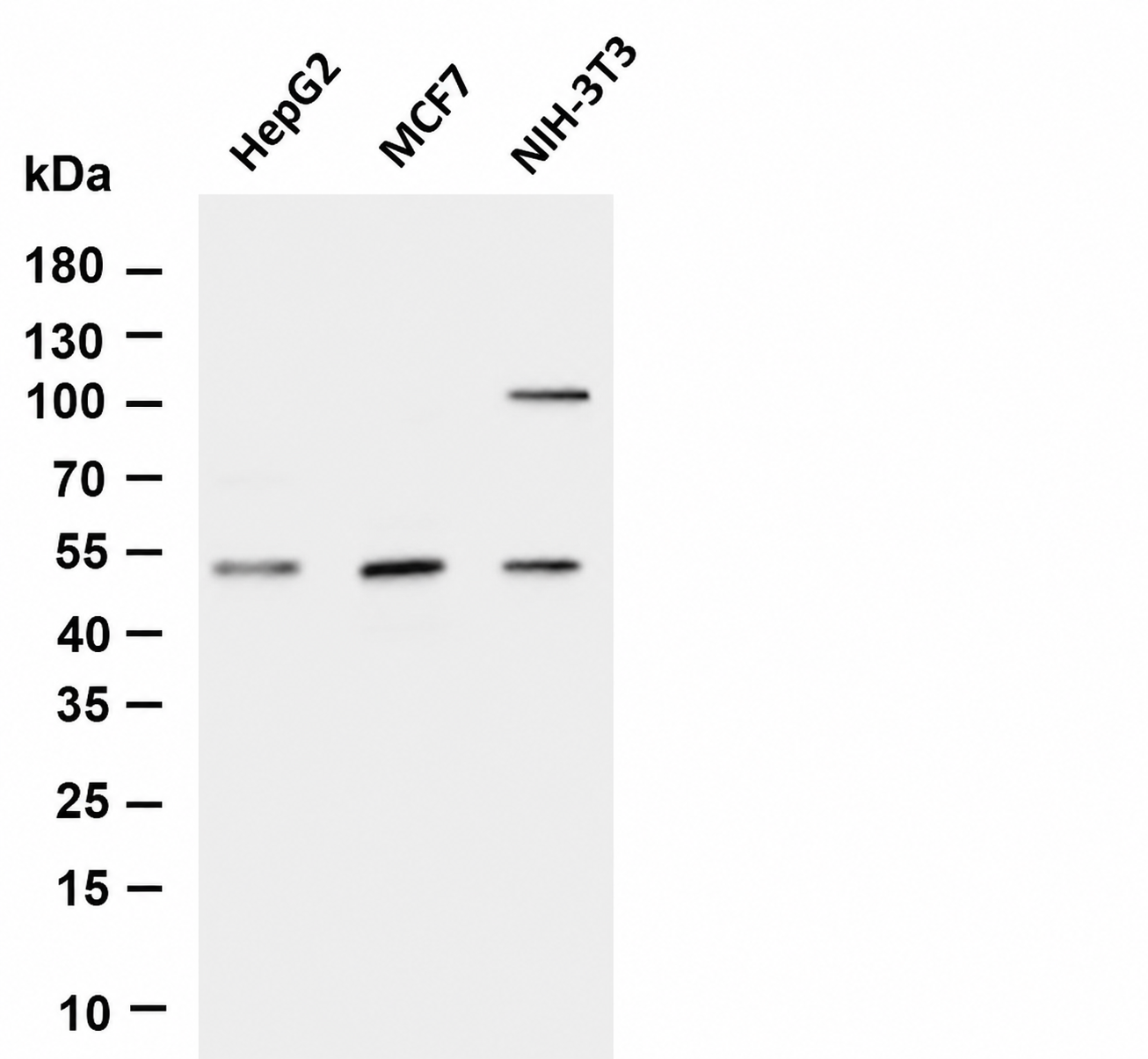 PPAR&alpha; Rabbit mAb