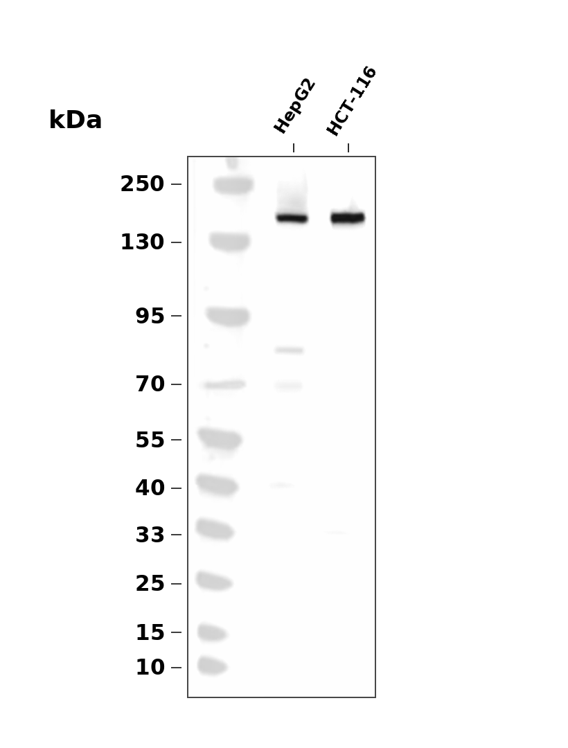 IRS2 (YD13423) Rabbit mAb