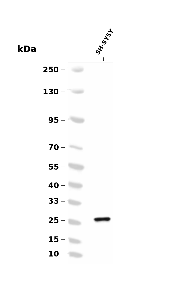 Phospho-CDKN1B/p27KIP1-(Thr187) Rabbit pAb
