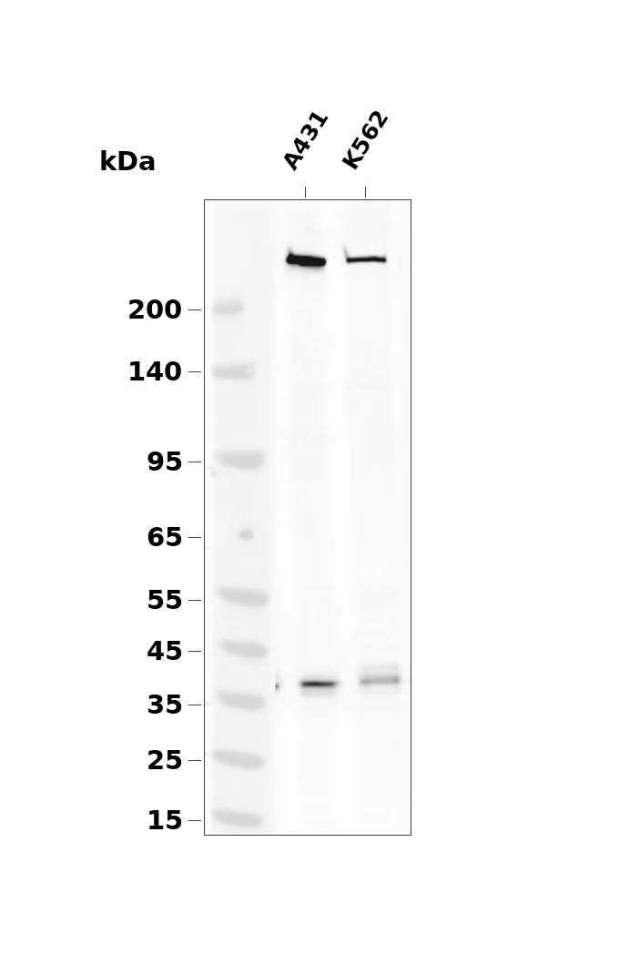 MYH9  Rabbit mAb
