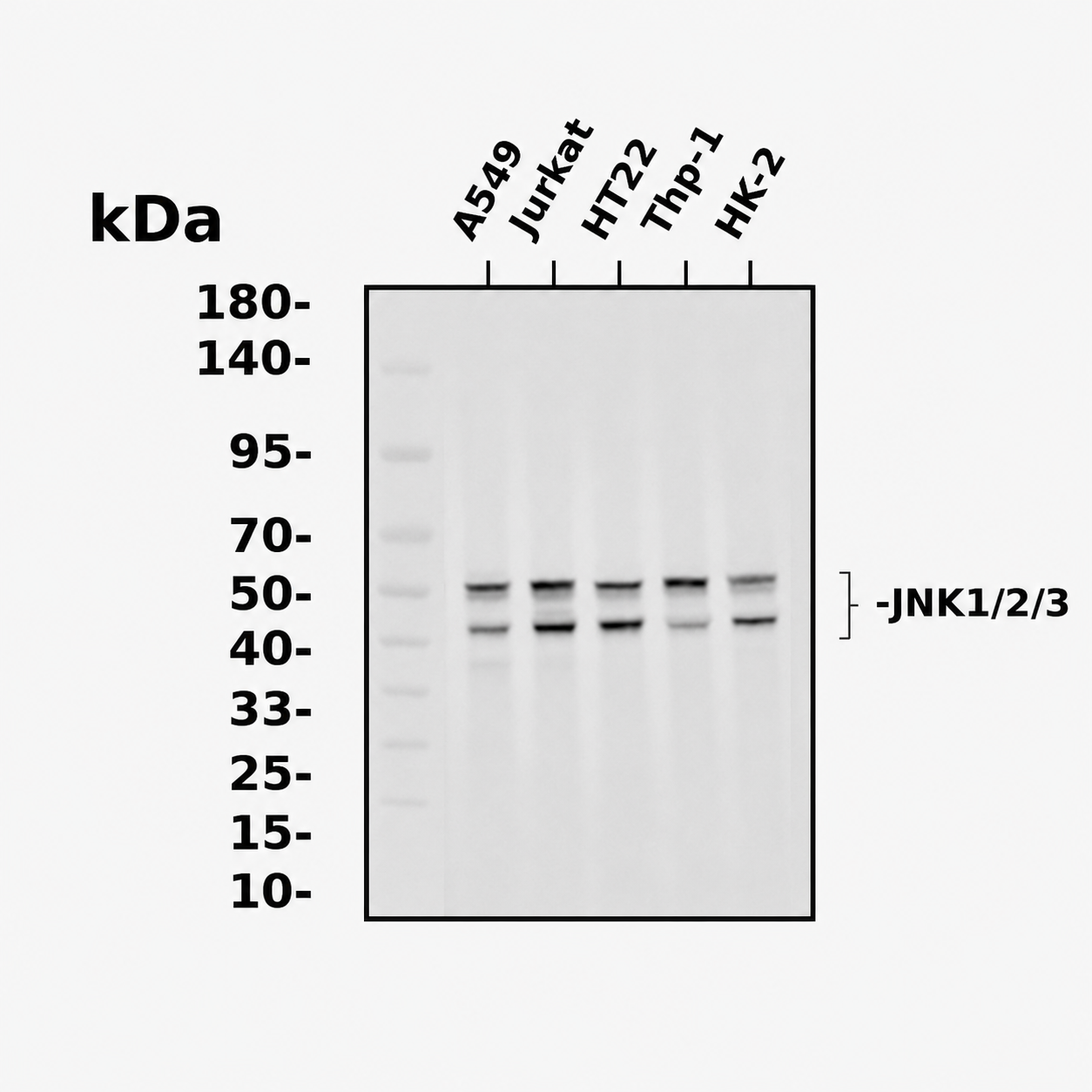 JNK1/2/3 Rabbit mAb