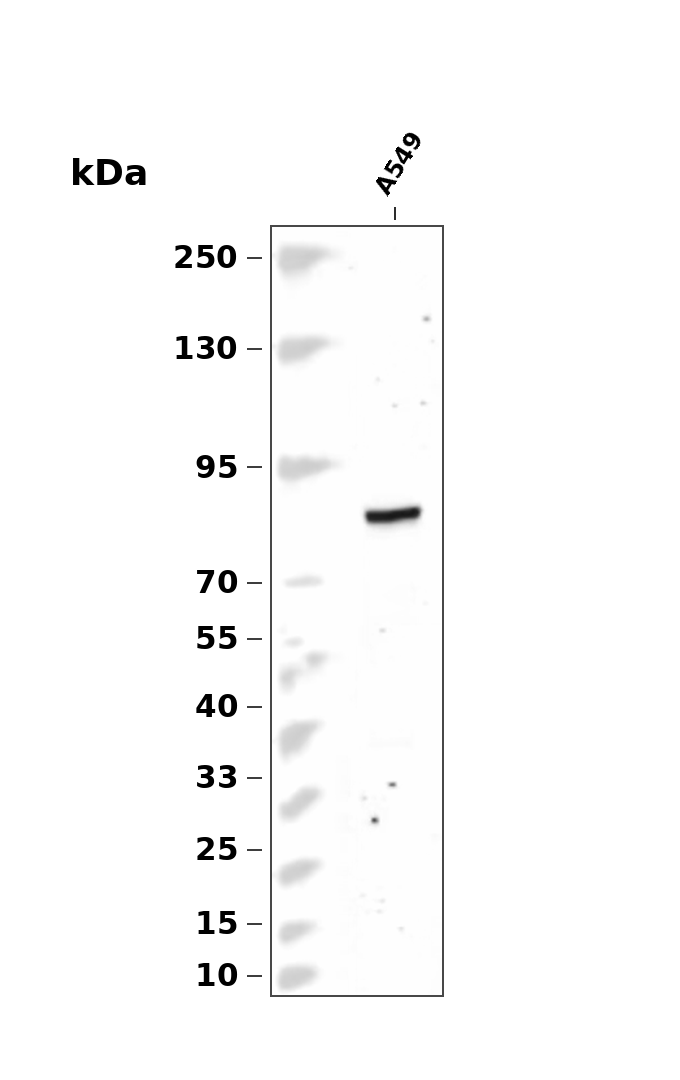JIP2 Antibody
