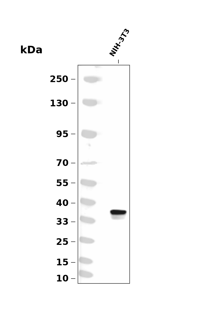 FosB (Phospho-Ser27) Antibody