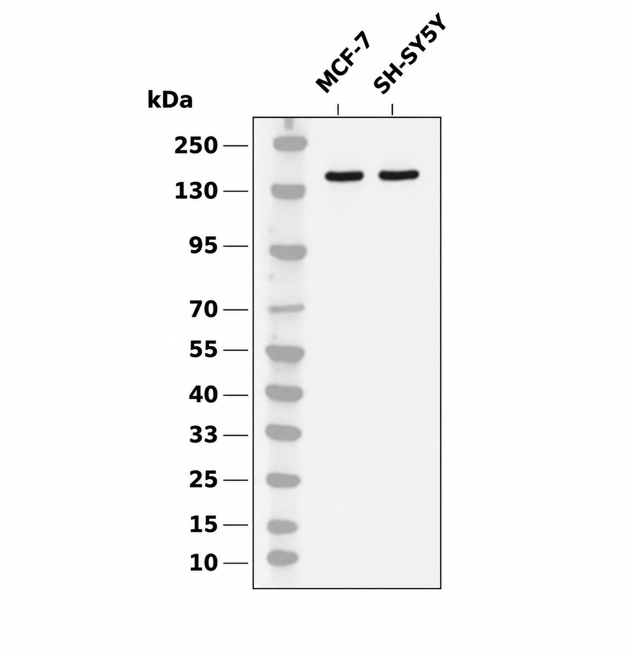 HER4 (Phospho Tyr1284) Rabbit mAb