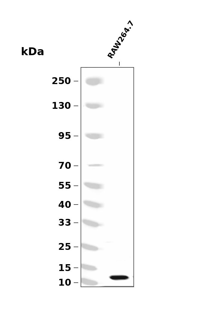 CCL3 (YD35353) Rabbit mAb