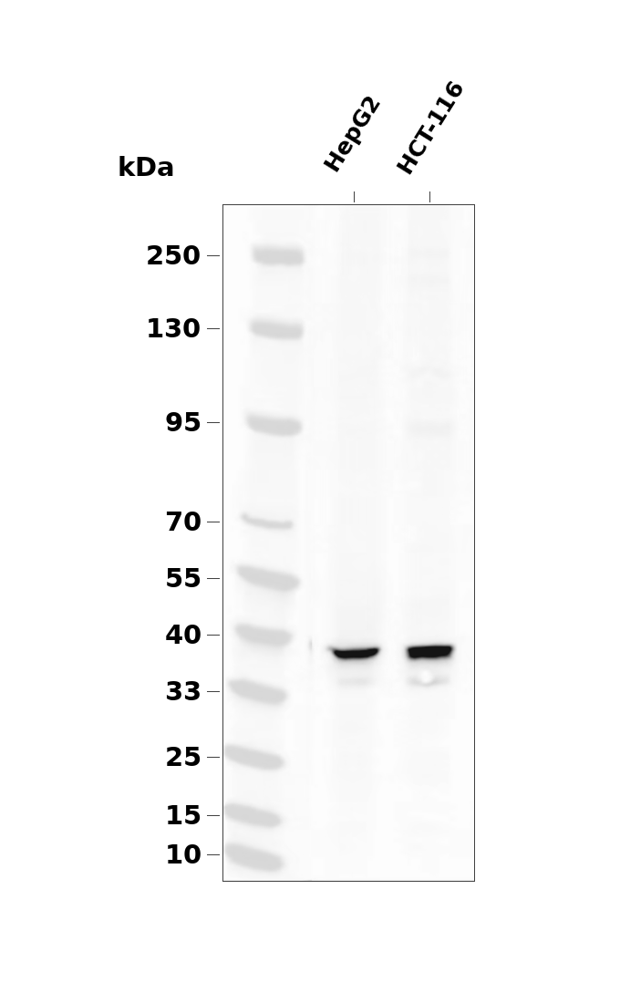 PKA alpha/beta CAT Antibody