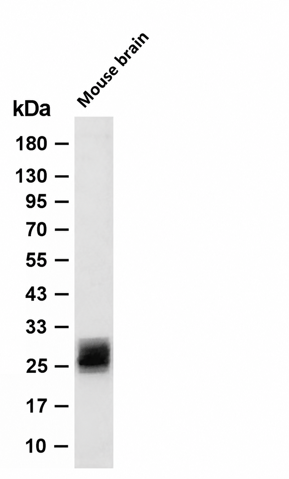 AQP3 Rabbit pAb