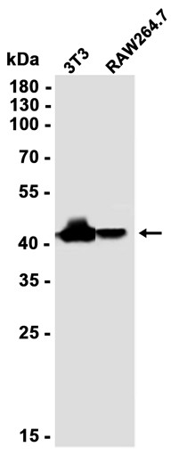 BCLG Rabbit mAb
