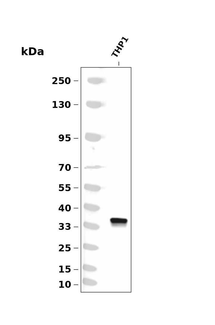 Fos B (YD20466) Rabbit mAb