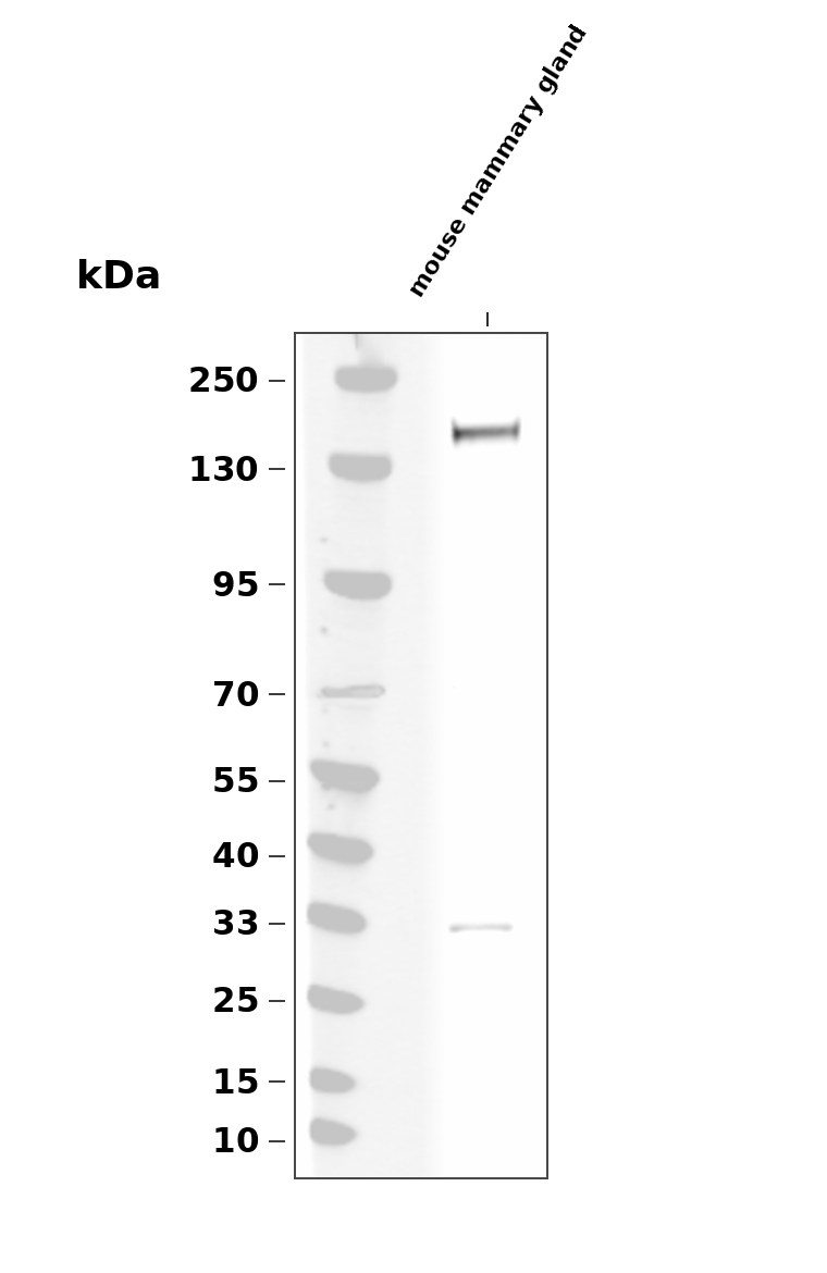 Phospho-HER2/ErbB2 (Tyr877) pAb