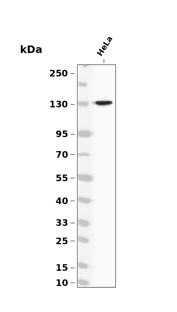 Phospho-PERK (Thr982) pAb