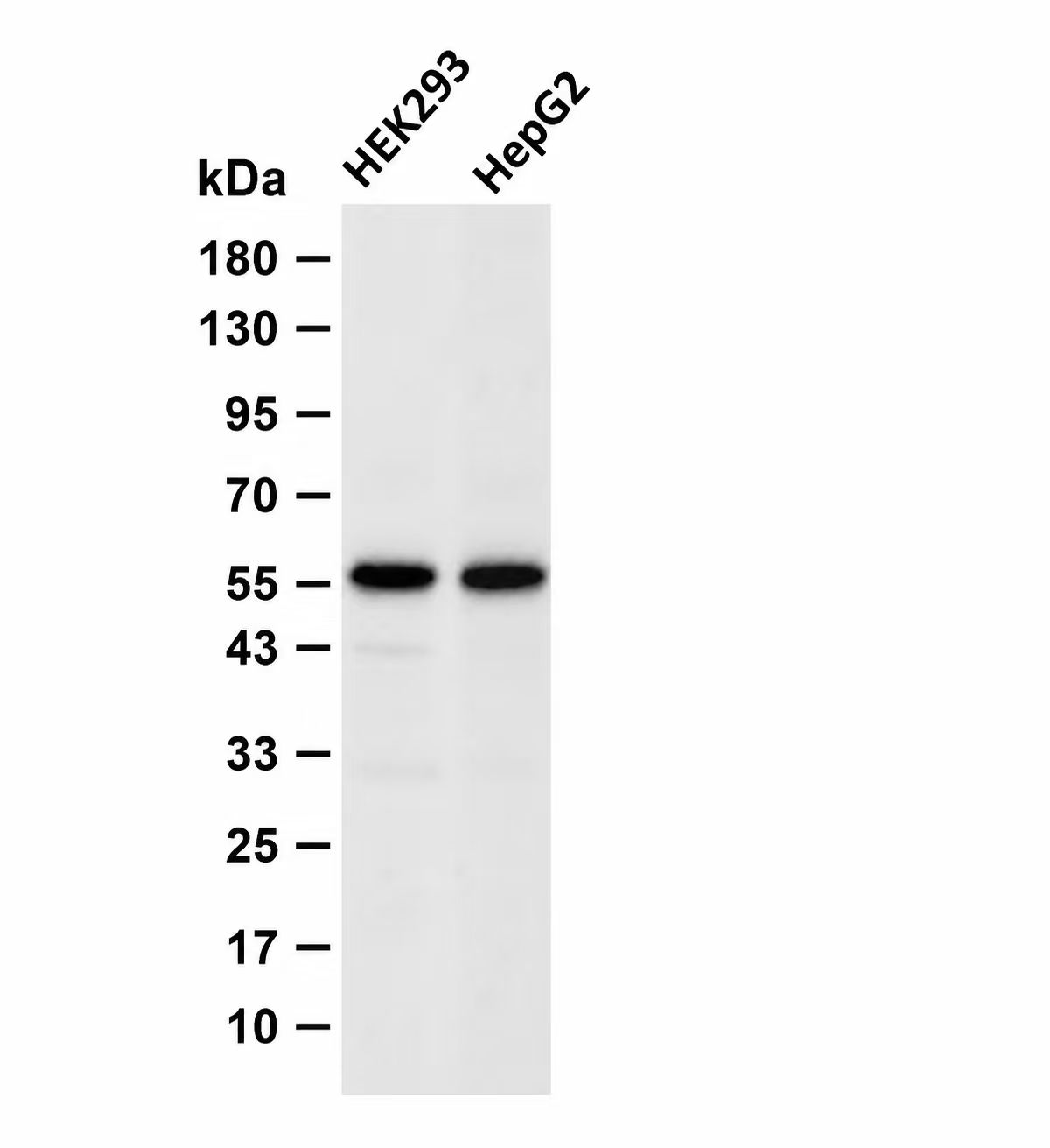 Smad3 Rabbit mAb