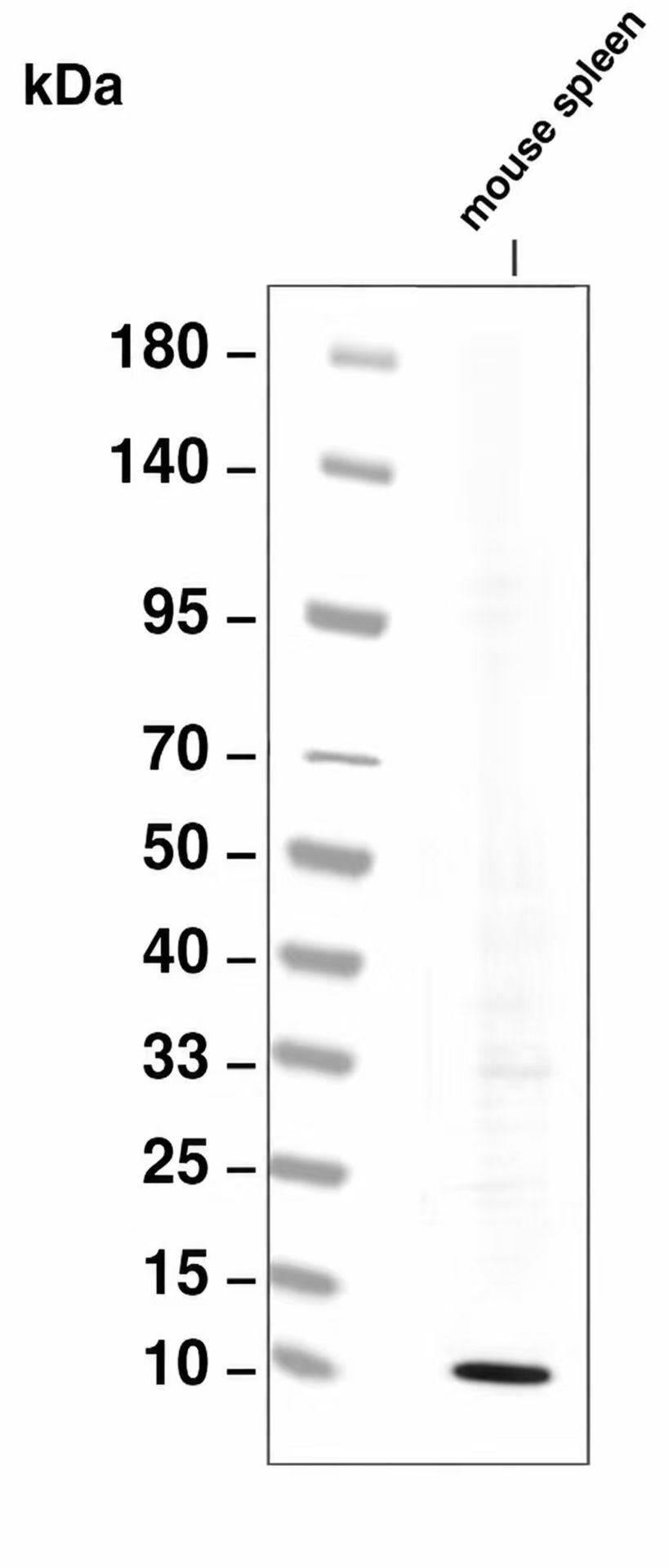 MIP-1 alpha Antibody