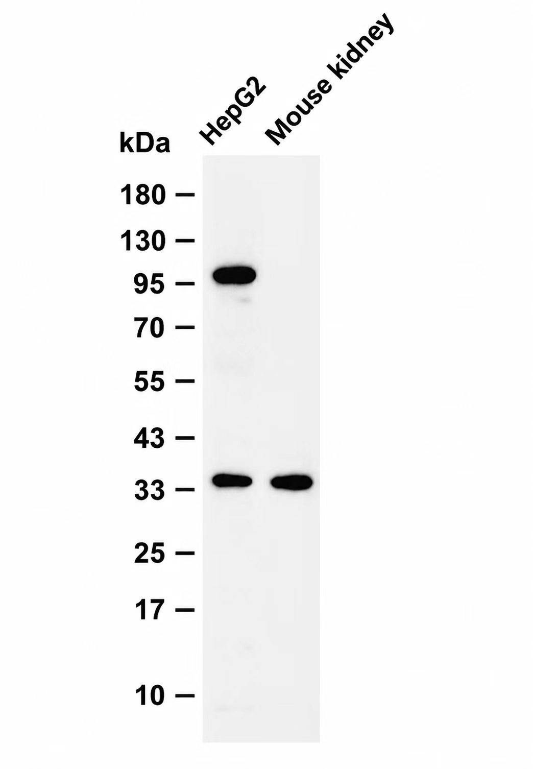 SCF Rabbit mAb