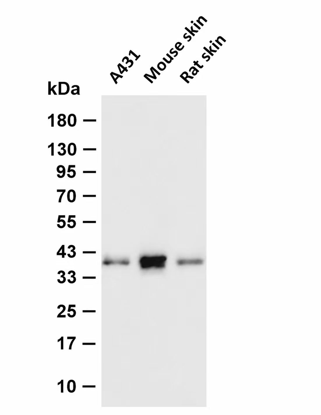 Wnt3a (YD15779) Rabbit mAb