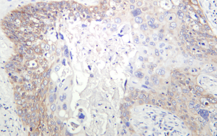 GM130 Rabbit mAb