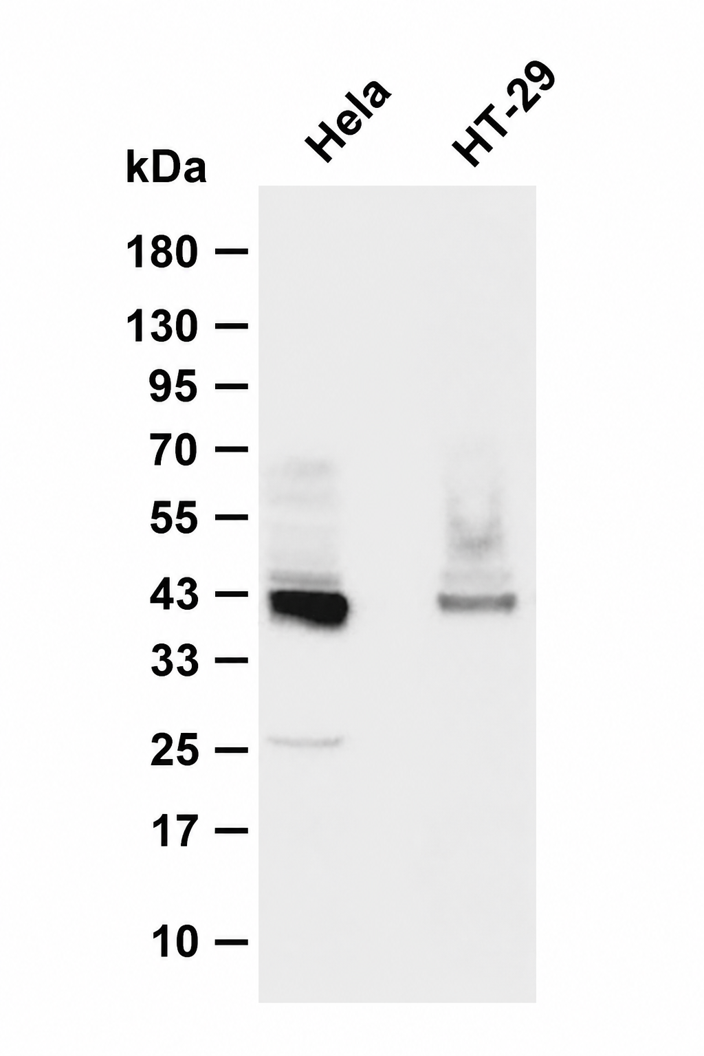 xCT Rabbit mAb