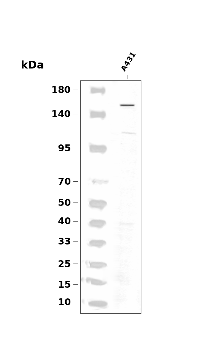 Phospho-HER2/ErbB2 (Tyr735) pAb