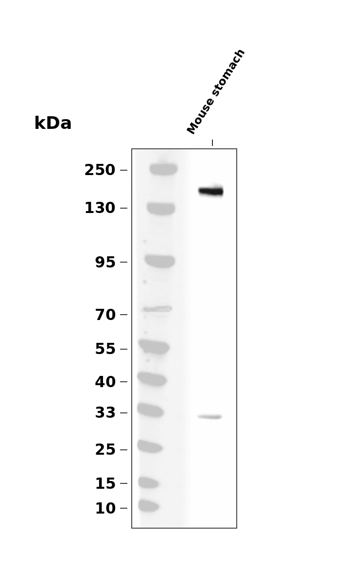 Phospho-HER2/ErbB2 (Tyr1112) pAb