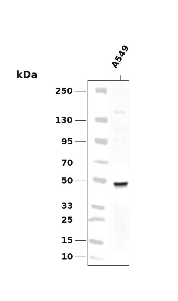 PKA-R2 beta (Phospho-Ser114) Antibody